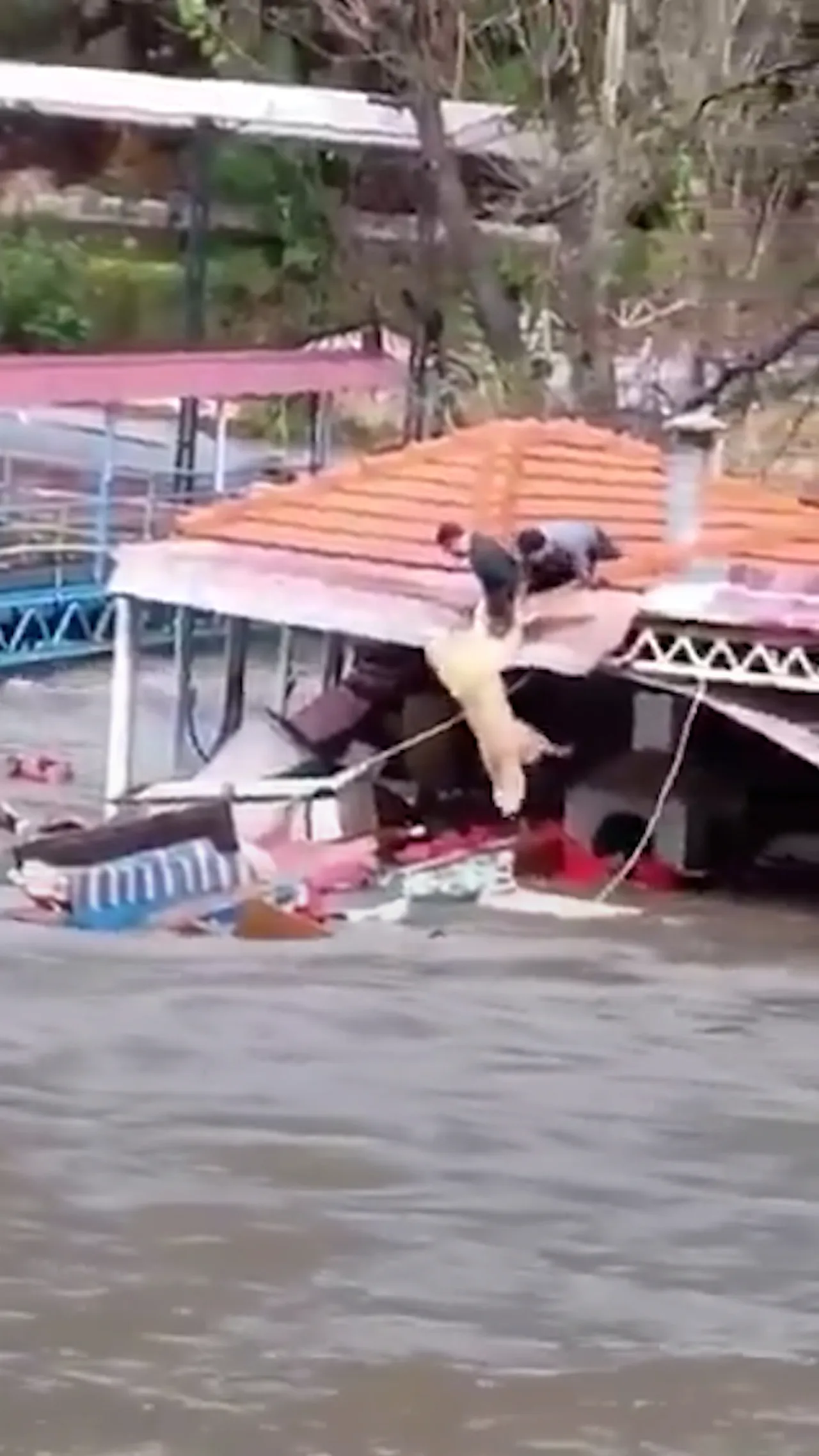 Anjing liar diselamatkan dari banjir dadakan di Antalya, Türkiye