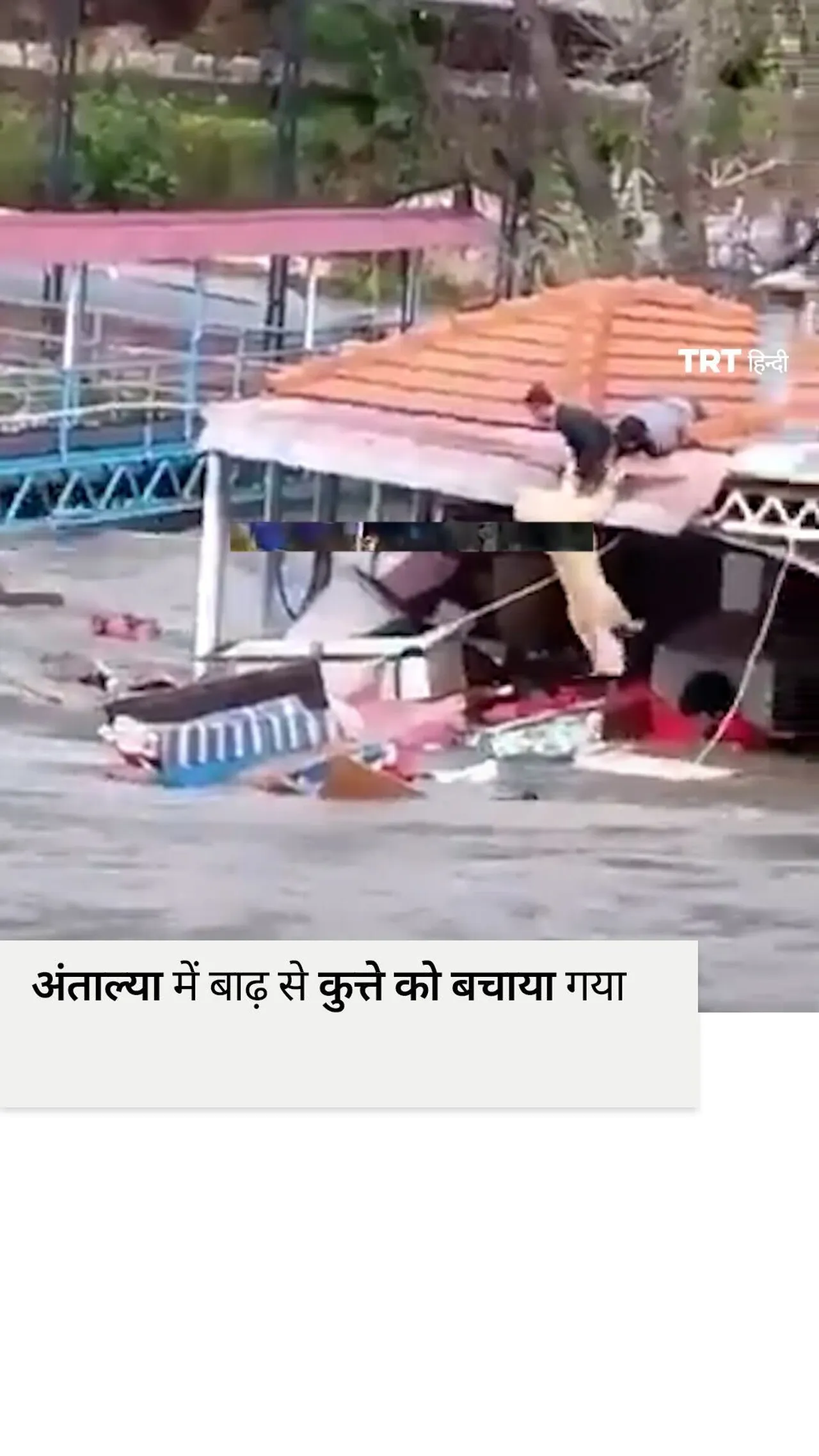 अंताल्या में बाढ़ के पानी से कुत्ते को बचाया गया