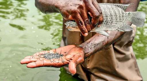 How maggots and ambition are building Zimbabwe's fish industry
