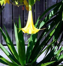 'Tanaman trompet saya': Epstein pelihara tanaman terkait dengan obat pengubah pikiran yang kuat