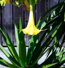 ‘My trumpet plants’: Epstein inquired about plant linked to potent mind-altering drug, emails show