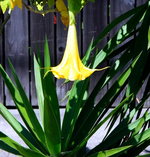 ‘My trumpet plants’: Epstein grew plants linked to potent mind-altering drug