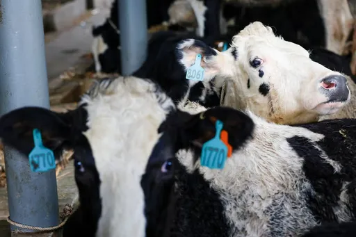 Pemerintah tambah impor sapi perah dari Australia untuk dorong produksi susu nasional