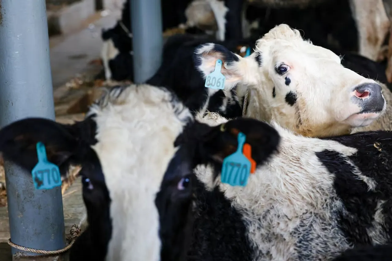 Pemerintah tambah impor sapi perah dari Australia untuk dorong produksi susu nasional