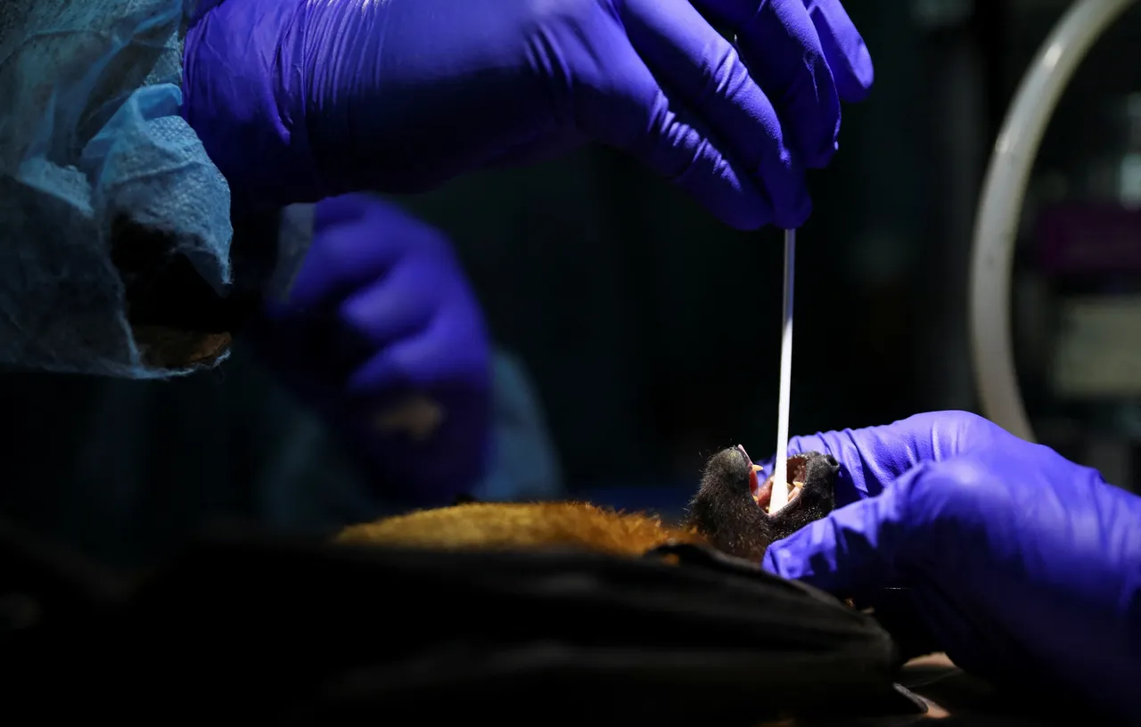 Indonesia tingkatkan kewaspadaan ancaman virus Nipah dari migrasi burung dan kelelawar