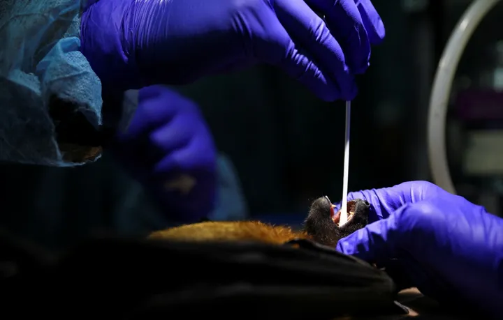 Mi az a Nipah-vírus, és miért kelt félelmet Dél-Ázsiában?