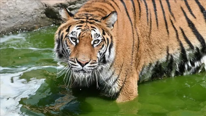 Više od 70 tigrova misteriozno uginulo u parku na sjeveru Tajlanda