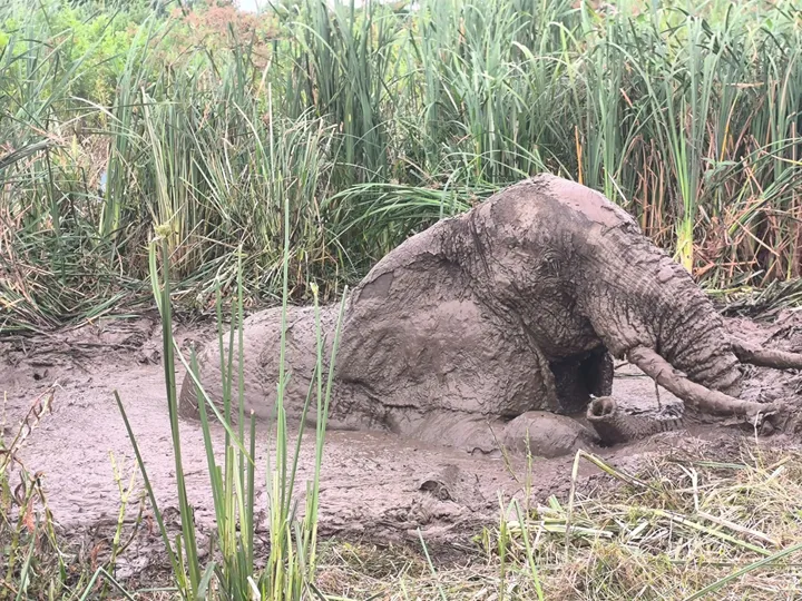 Trapped elephant rescued from mud hole at famous Kenyan game park