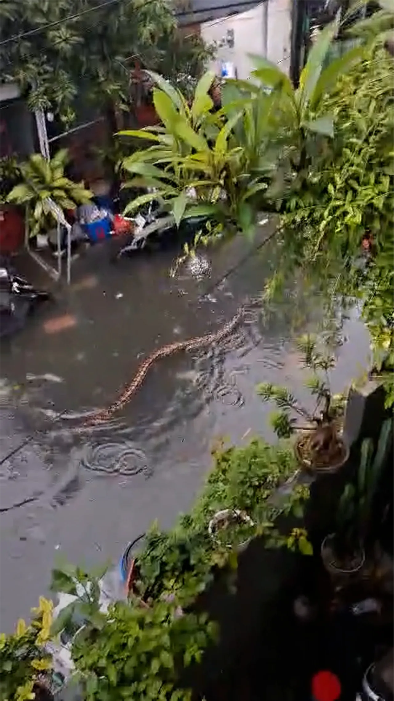 Ular piton raksasa berenang melintasi jalanan banjir di Bali