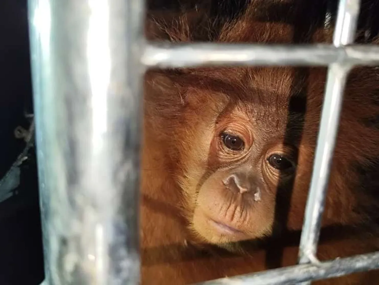 Penyelundupan ratusan satwa dilindungi ke Thailand terbongkar, satu tersangka ditahan