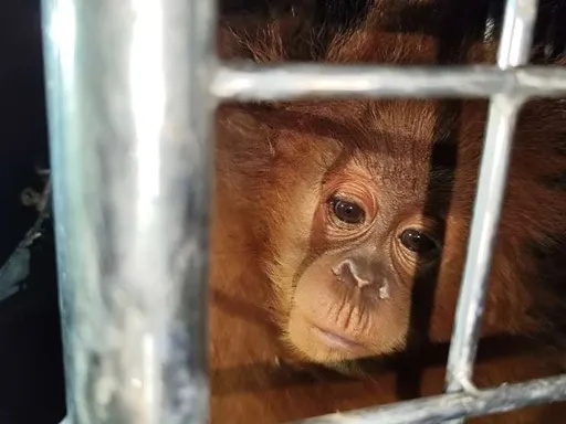 Penyelundupan ratusan satwa dilindungi ke Thailand terbongkar, satu tersangka ditahan