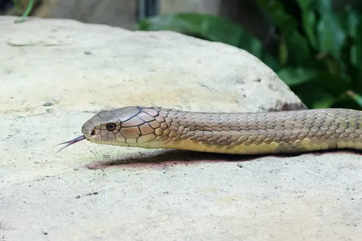 Nigeria snakebite crisis: Why singer Nwangene's death is a wake-up call