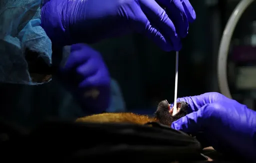 Könyaq Aziyadä yaña virus qurqu dulqının tudıra