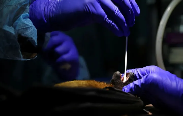 Könyaq Aziyadä yaña virus qurqu dulqının tudıra