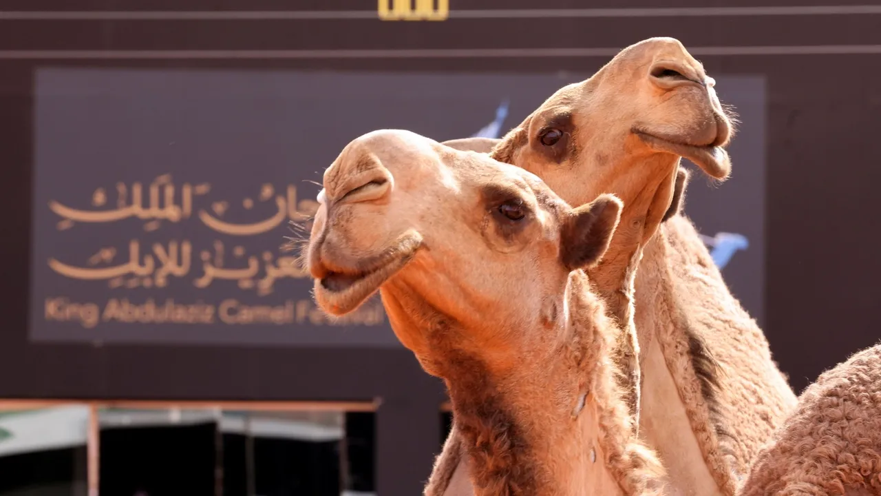 Саудовские верблюды получат паспорта