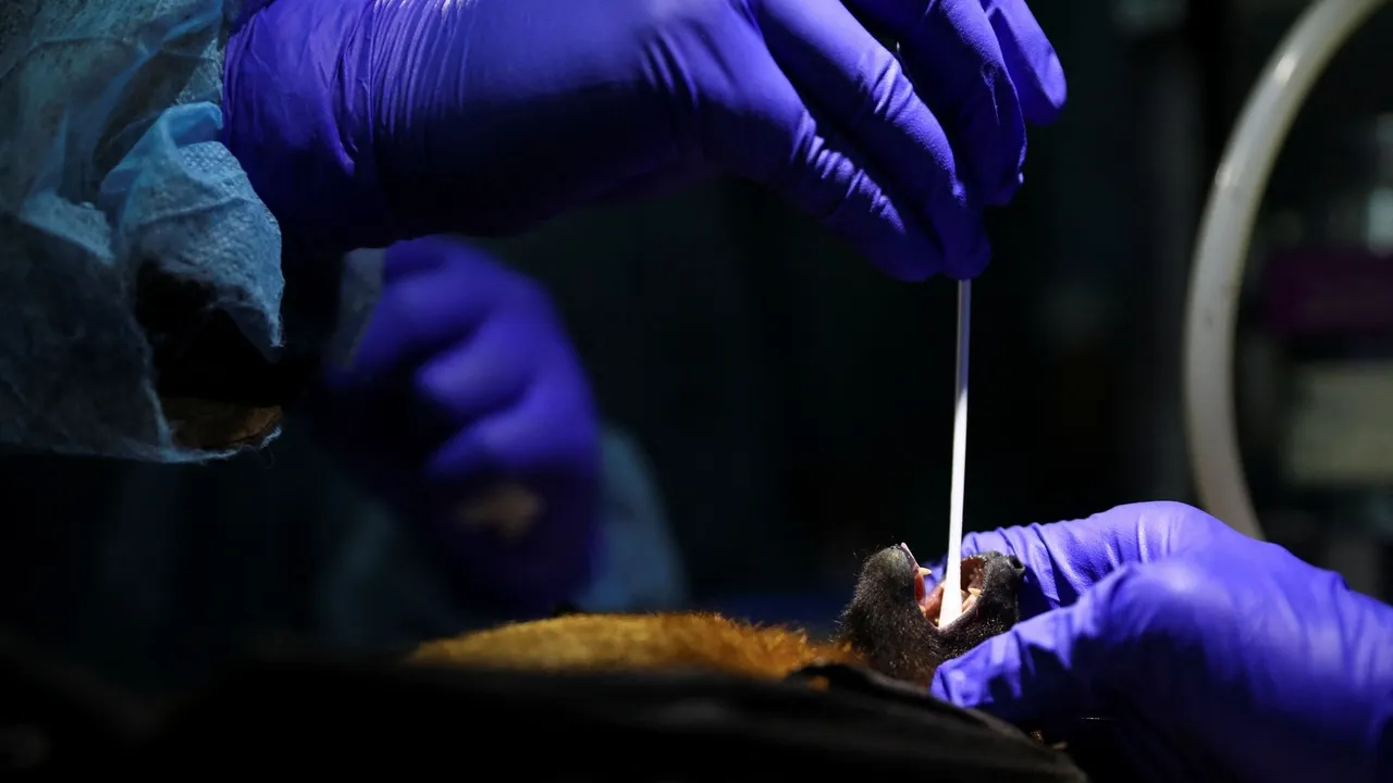 Нипах вирусы қаншалықты қауіпті?