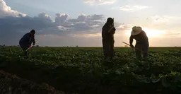 “Si nos llevan, va a escasear todo”: el miedo de los jornaleros latinos en EE.UU.