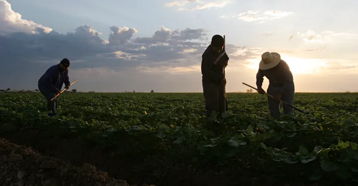 “Si nos llevan, va a escasear todo”: el miedo de los jornaleros latinos en EE.UU.