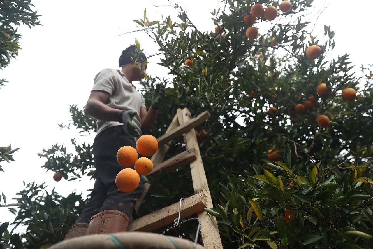 Berba narandži u antalijskom distriktu Finike: Plodovi stiži na Balkan i u ostatak Evrope