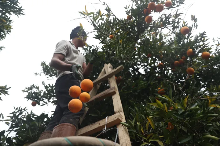 Berba narandži u antalijskom distriktu Finike: Plodovi stiži na Balkan i u ostatak Evrope