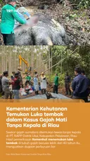 Kemenhut temukan luka tembak dalam kasus gajah mati tanpa kepala di Riau