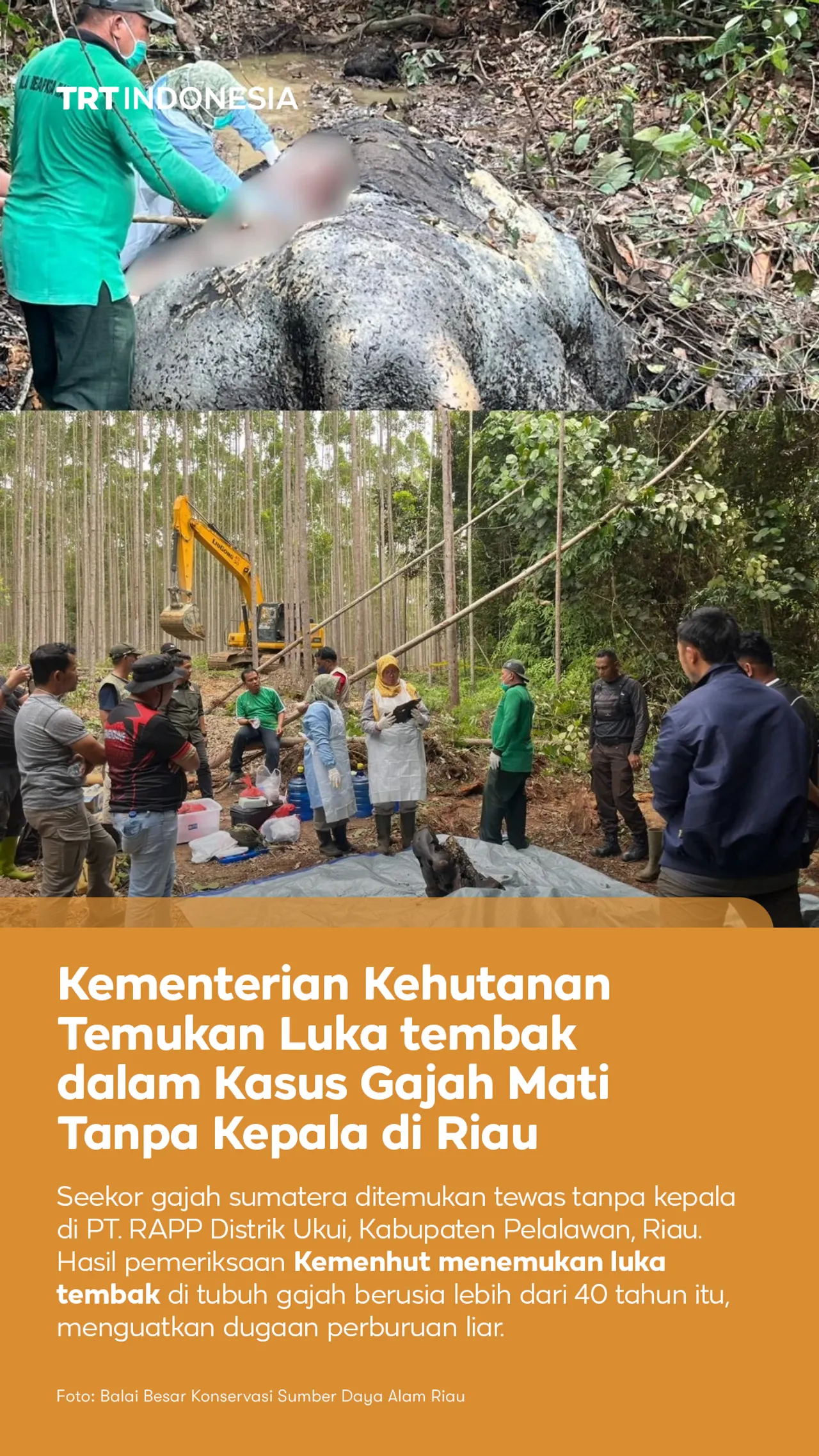Kemenhut temukan luka tembak dalam kasus gajah mati tanpa kepala di Riau