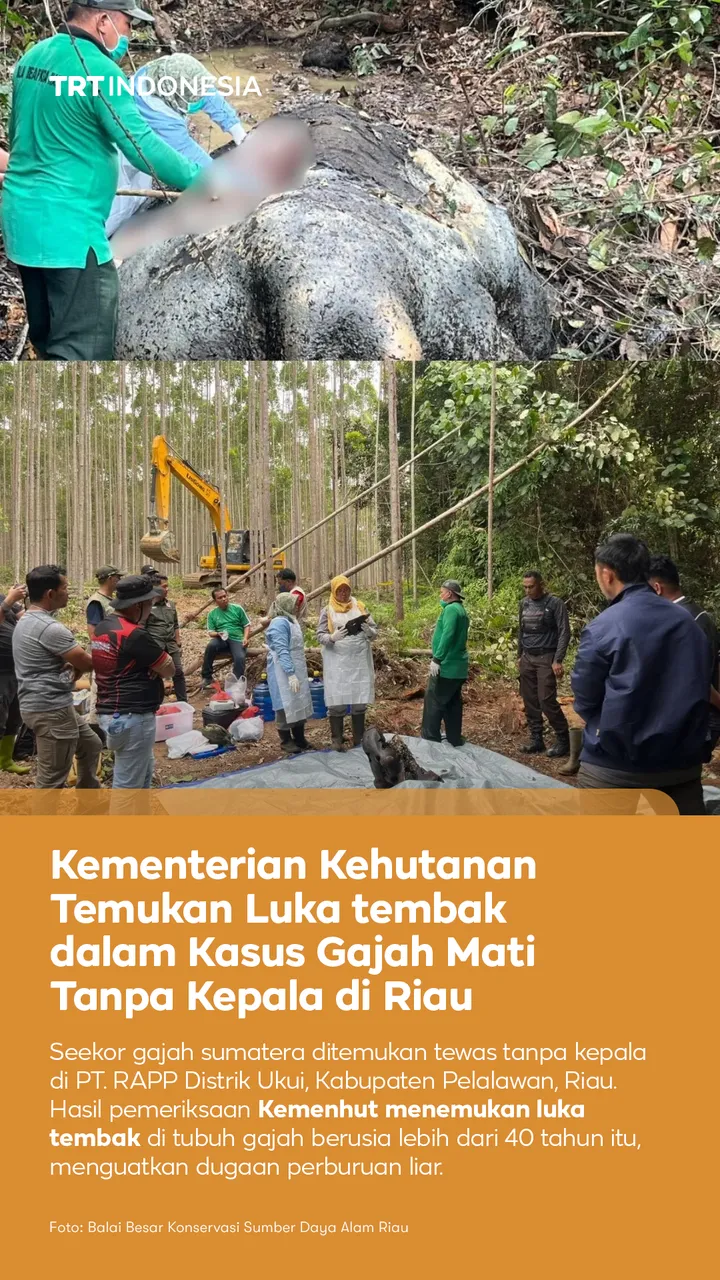Kemenhut temukan luka tembak dalam kasus gajah mati tanpa kepala di Riau