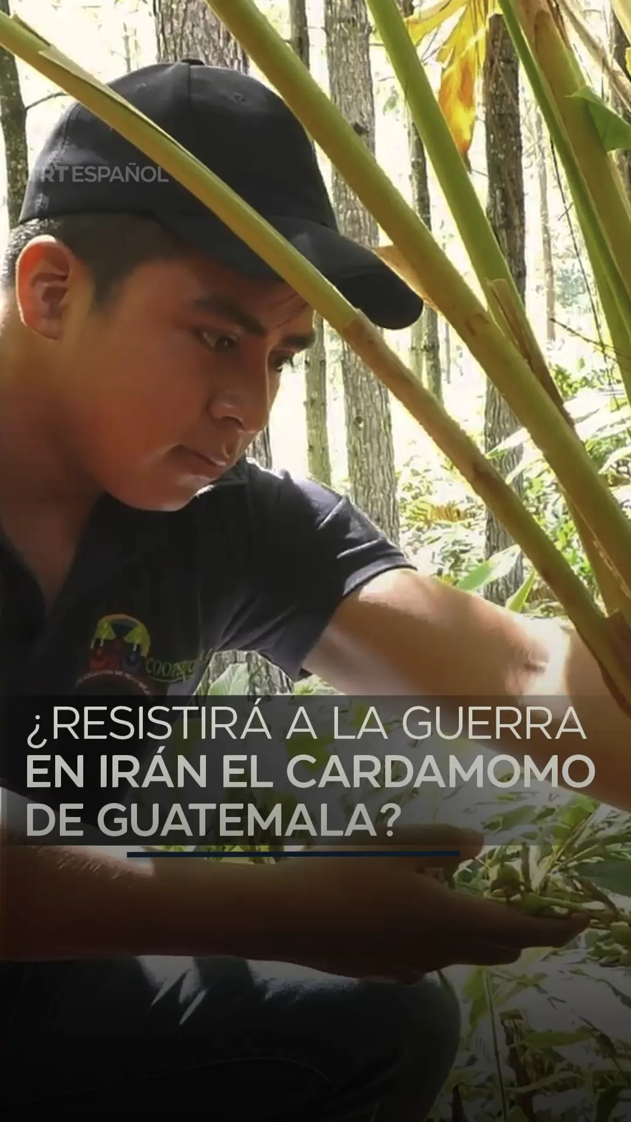 ¿Resistirá a la guerra en Irán el cardamomo de Guatemala?