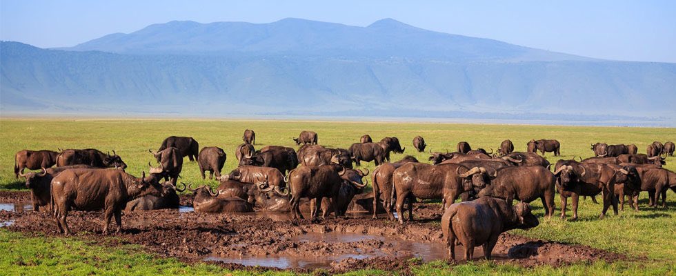 Tanzania: Zoezi la kuhama eneo la hifadhi ya Ngorongoro halijafanikiwa