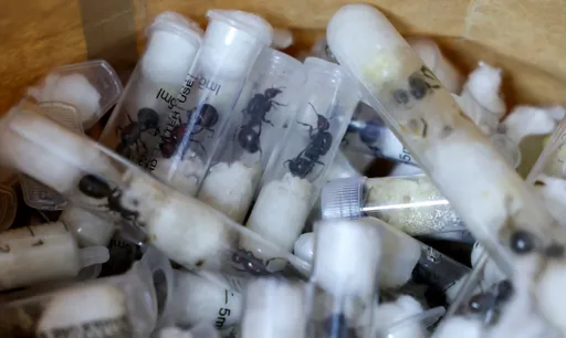 Kenya arrests Chinese national over attempt to smuggle 2,000 ants hidden in test tubes