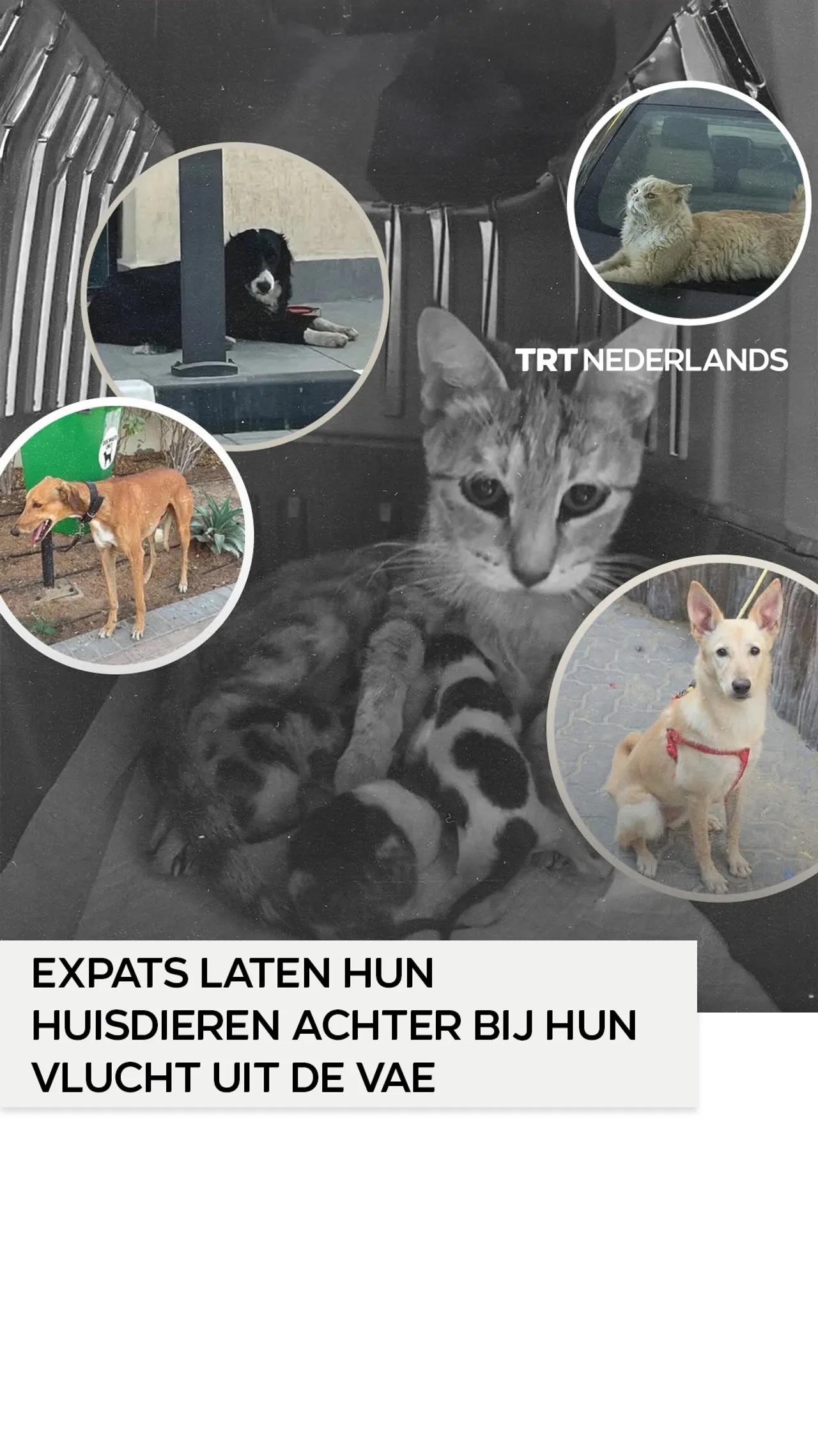 Expats laten hun huisdieren achter bij hun vlucht uit de VAE
