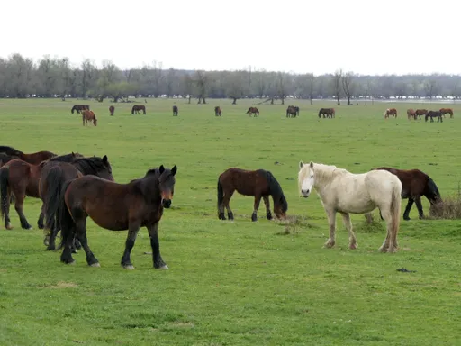 Hrvatska: Tradicijska ispaša u Lonjskom polju