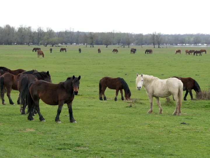 Hrvatska: Tradicijska ispaša u Lonjskom polju