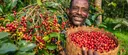 Beyond the cup: how a global toast to coffee becomes a lifeline for Africa's farmers