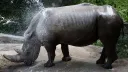 Rhinos reintroduced in Ugandan park after more than 40 years