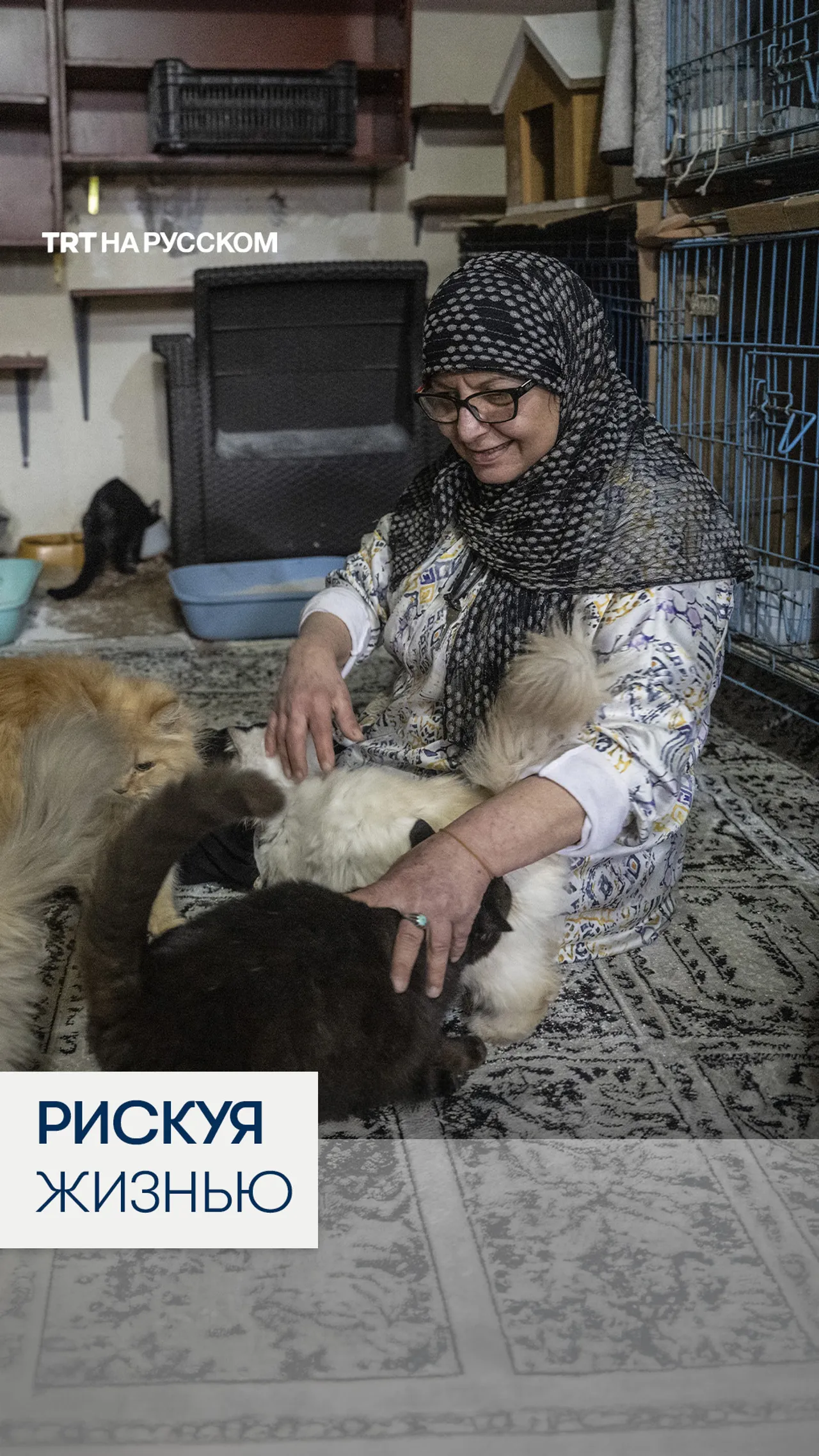 Я не могла их оставить: ливанка спасла 40 кошек во время израильских ударов