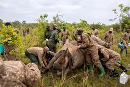 Utajiri wa Afrika: Uganda kujenga upya utajiri wa faru