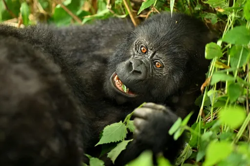 How Gorilla birth highlights Uganda’s conservation success