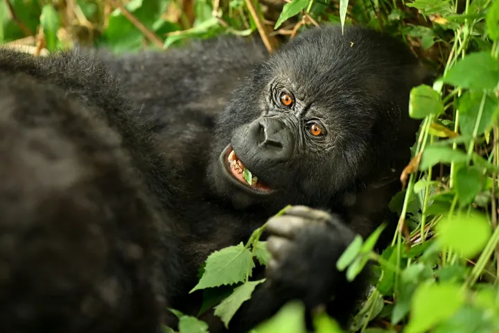 How Gorilla birth highlights Uganda’s conservation success