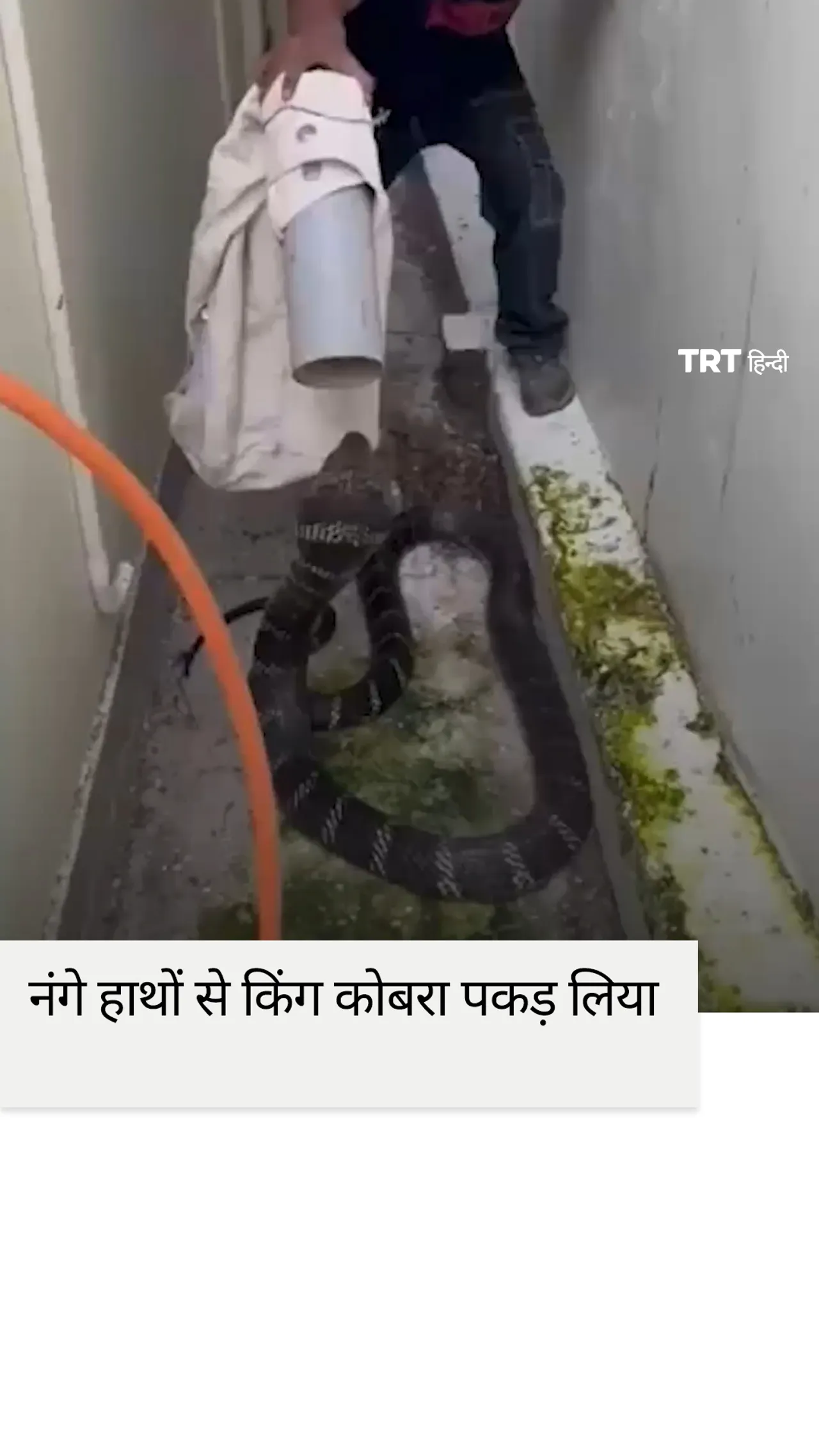 यह भारतीय लड़का नंगे हाथों किंग कोबरा पकड़ लेता है