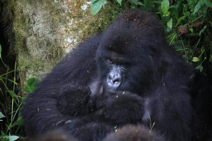 Second rare gorilla twins born in DR Congo's Virunga park