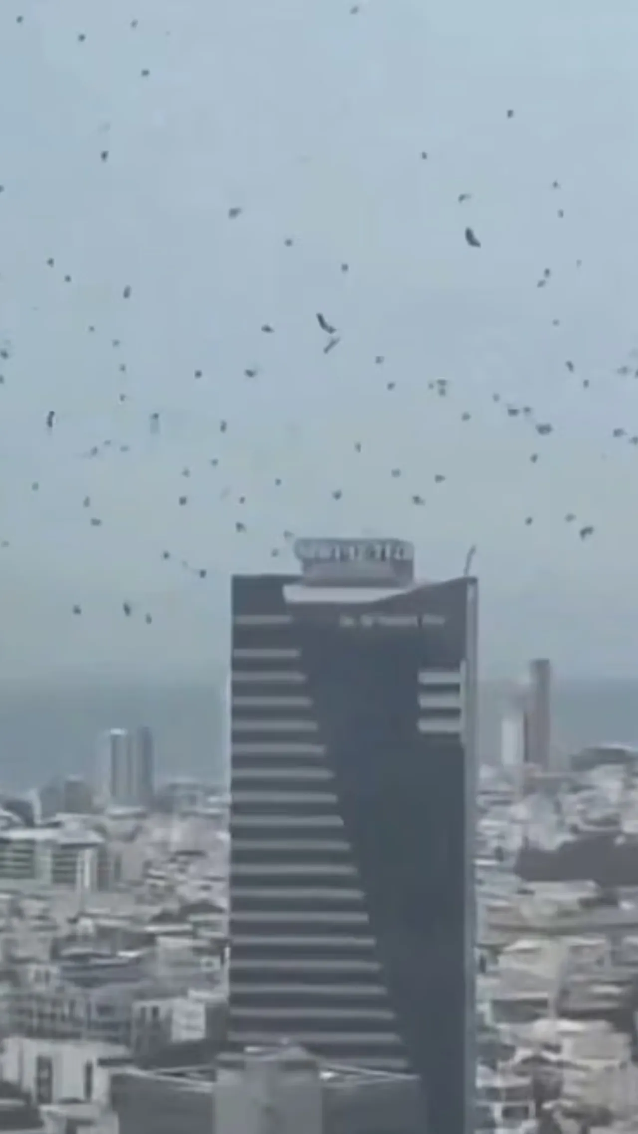 Fenomena ribuan gagak di langit Tel Aviv picu kekhawatiran warga