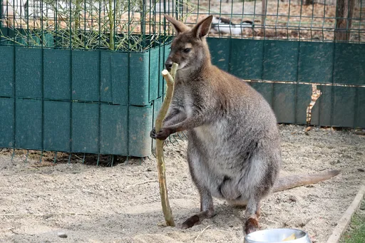 Kengur Dragan atrakcija prihvatilišta za napuštene životinje kod Niša