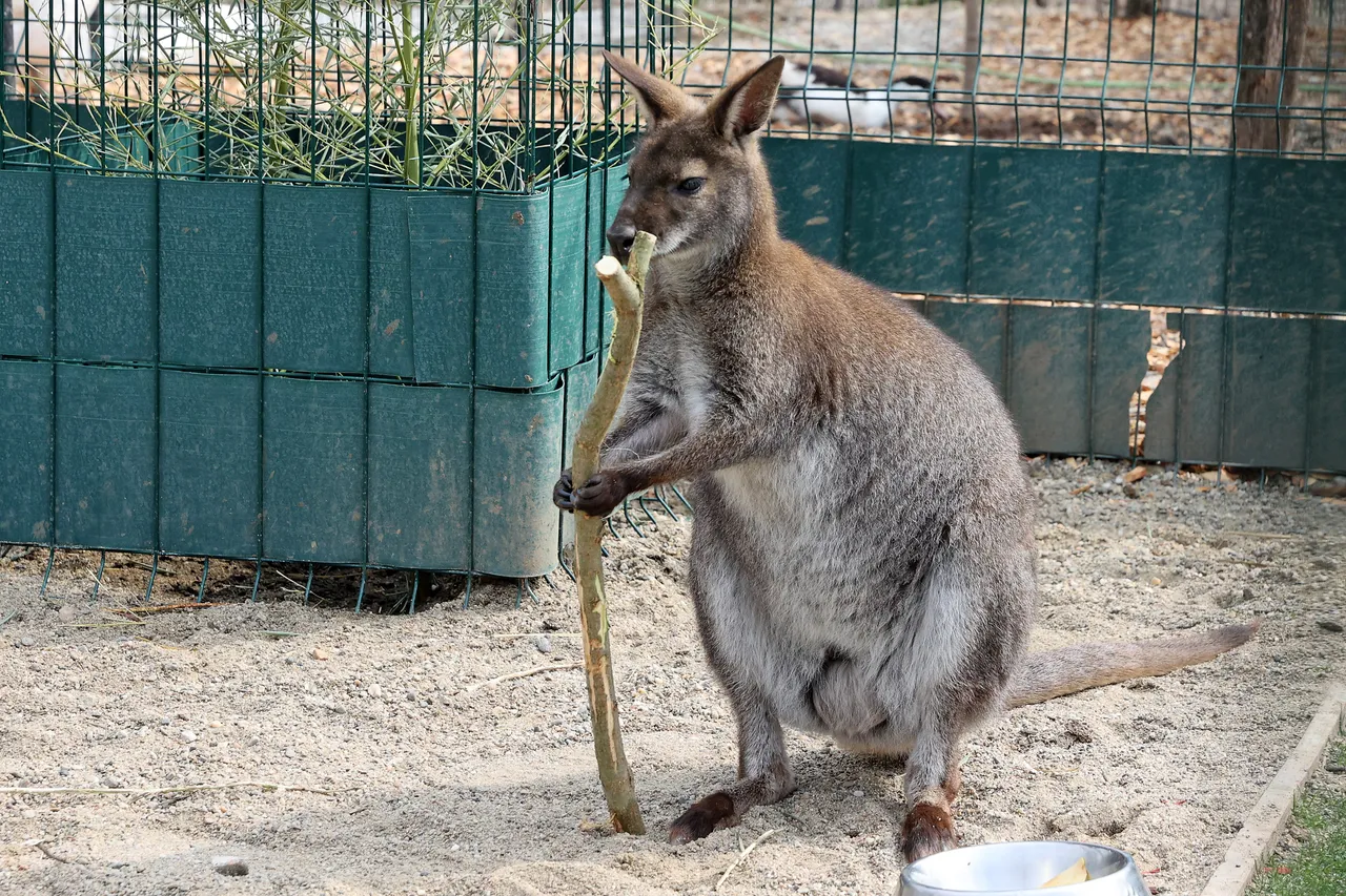 Kengur Dragan atrakcija prihvatilišta za napuštene životinje kod Niša