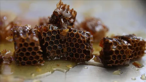 Türkiye, prodhuesi i dytë më i madh i mjaltit në botë, do të presë "Olimpiadën e Bletarisë" 2027