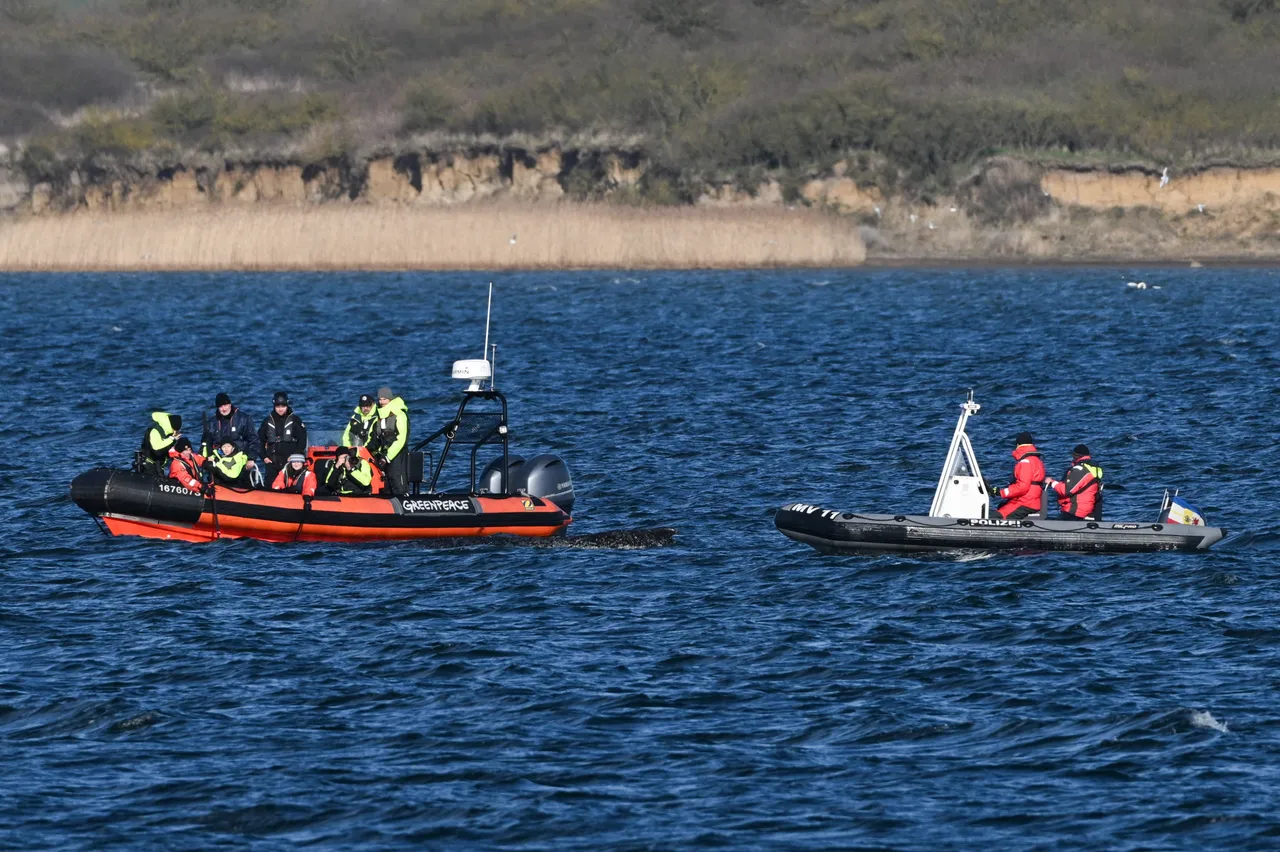 Wenig Wasser, kaum Kraft: Walrettung laut Experten unmöglich