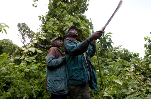 RDC : cinq morts dans l'attaque du quartier général du parc national de l'Upemba