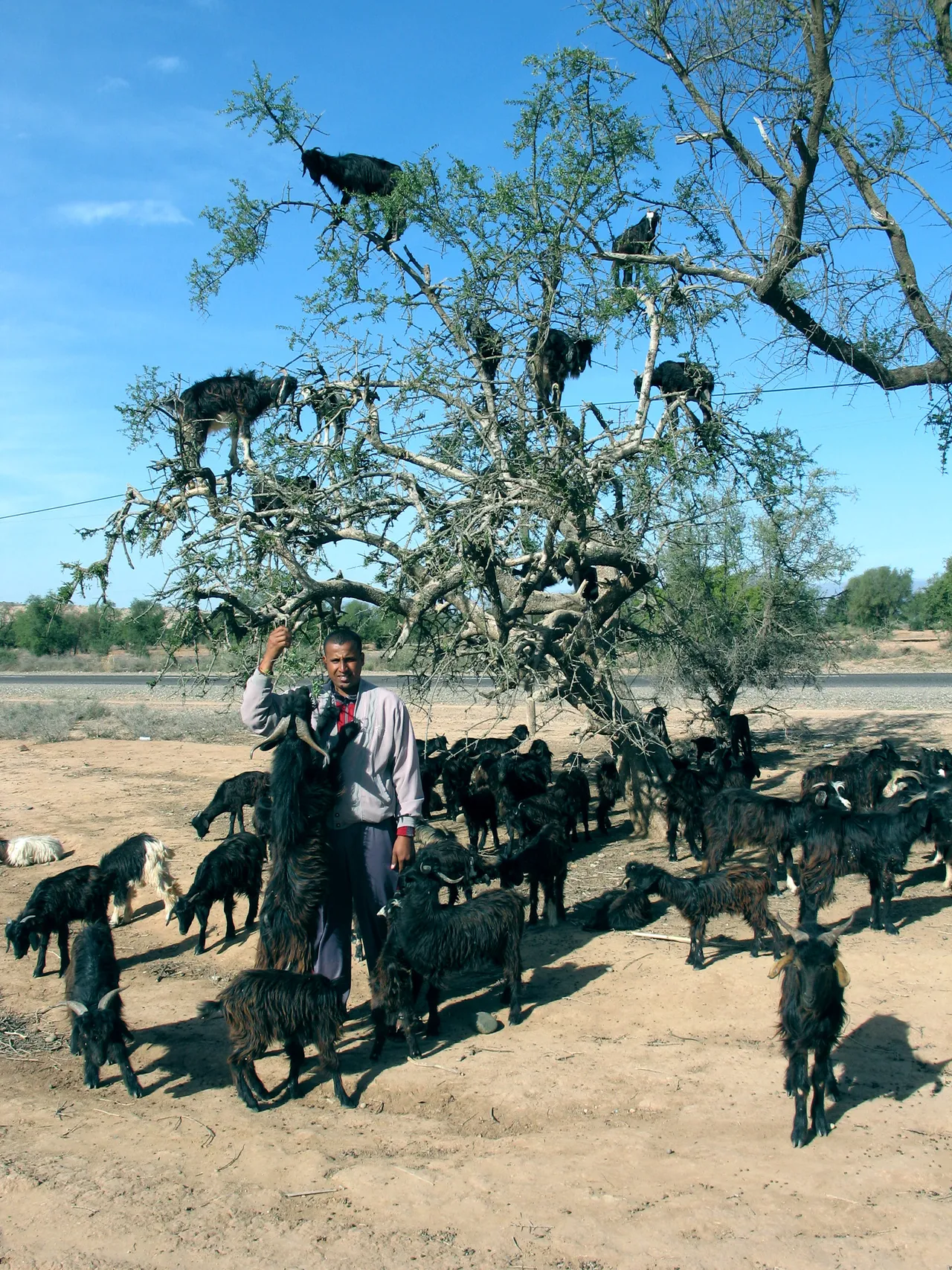 Utajiri wa Afrika: Morocco, asili ya mafuta ya argan