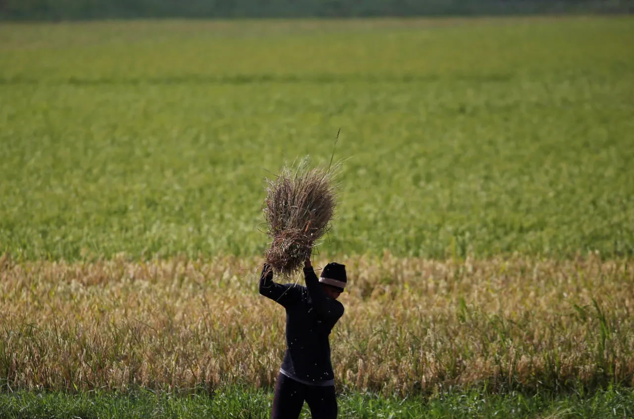 Indonesia perkuat produksi pangan di tengah tantangan iklim dan geopolitik global