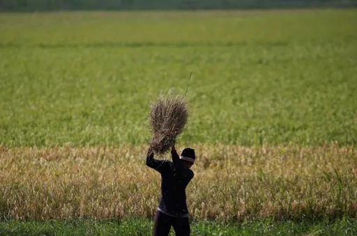 Indonesia perkuat produksi pangan di tengah tantangan iklim dan geopolitik global